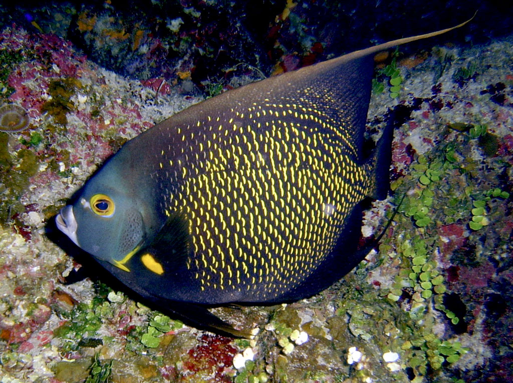 a tropical fish that is on the sea floor