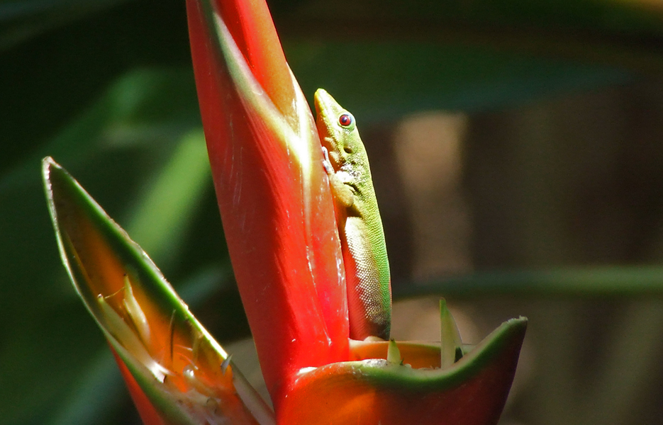 lizard on a red and yellow flower near leaves