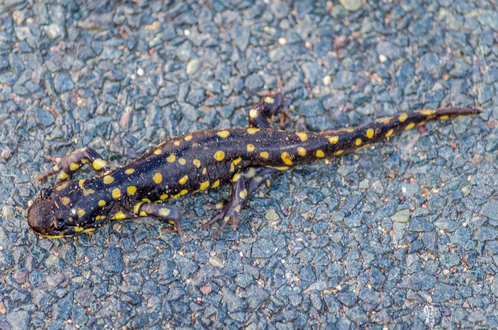 an insect that is sitting on the ground