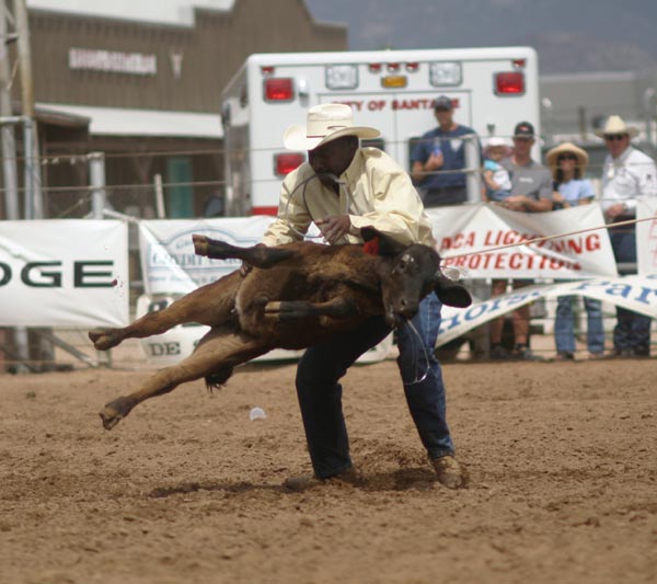 a man holds on to a bull as it is thrown in the air