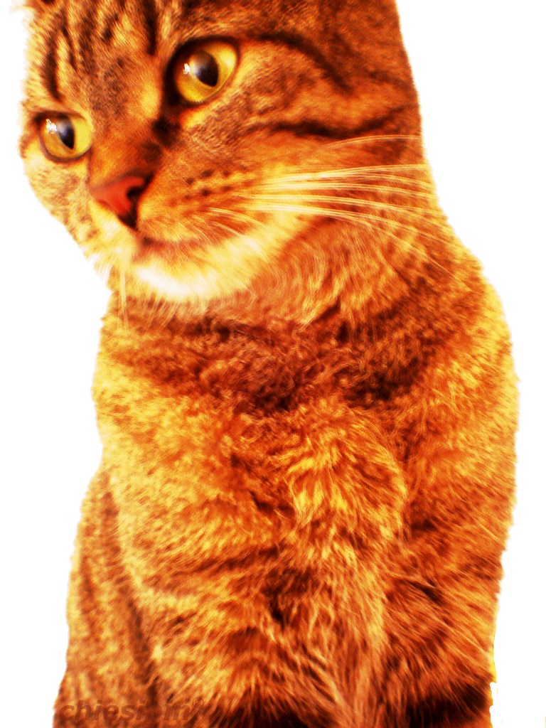 an image of a cat with very unique colors