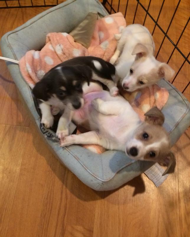 several little dogs are lying on a dog bed