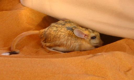a tiny mouse hides in a blanket