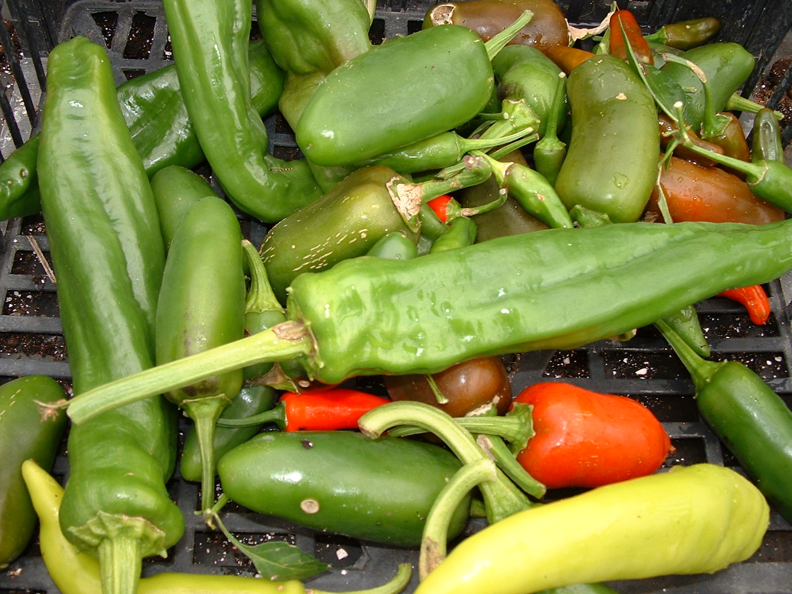 many different kinds of vegetables are on a table