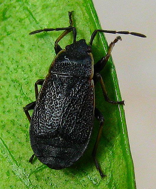 a bug sitting on a green leaf looking down