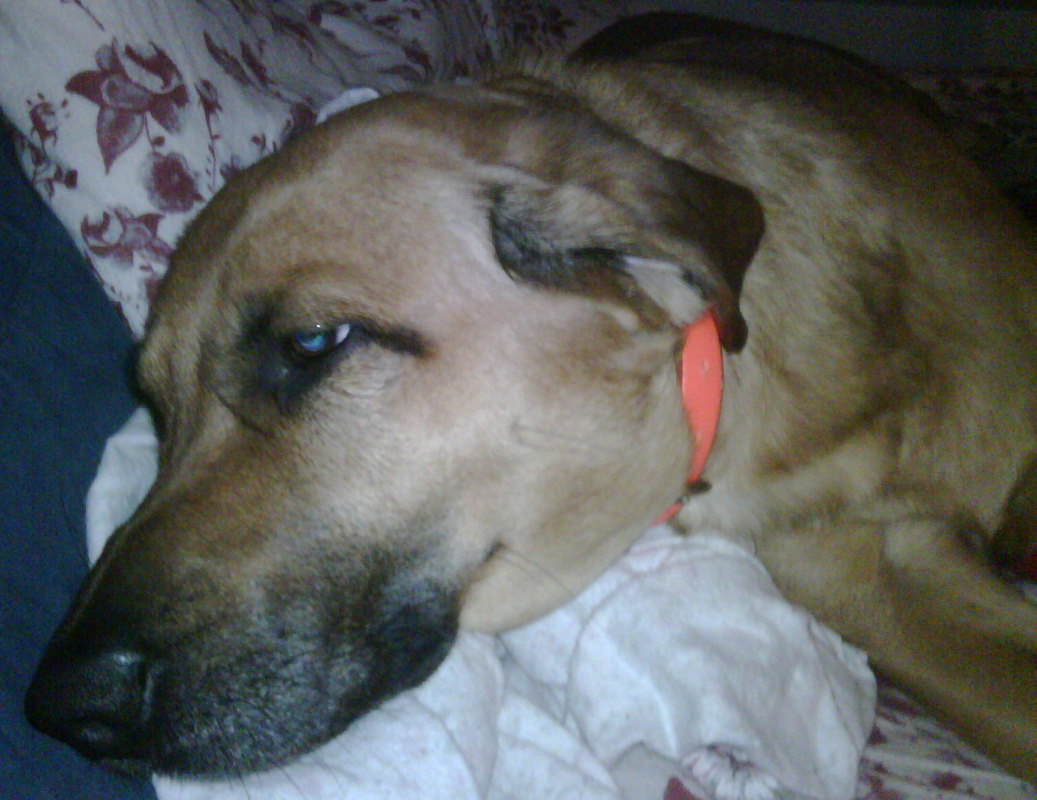 a close up of a dog laying down on top of a bed