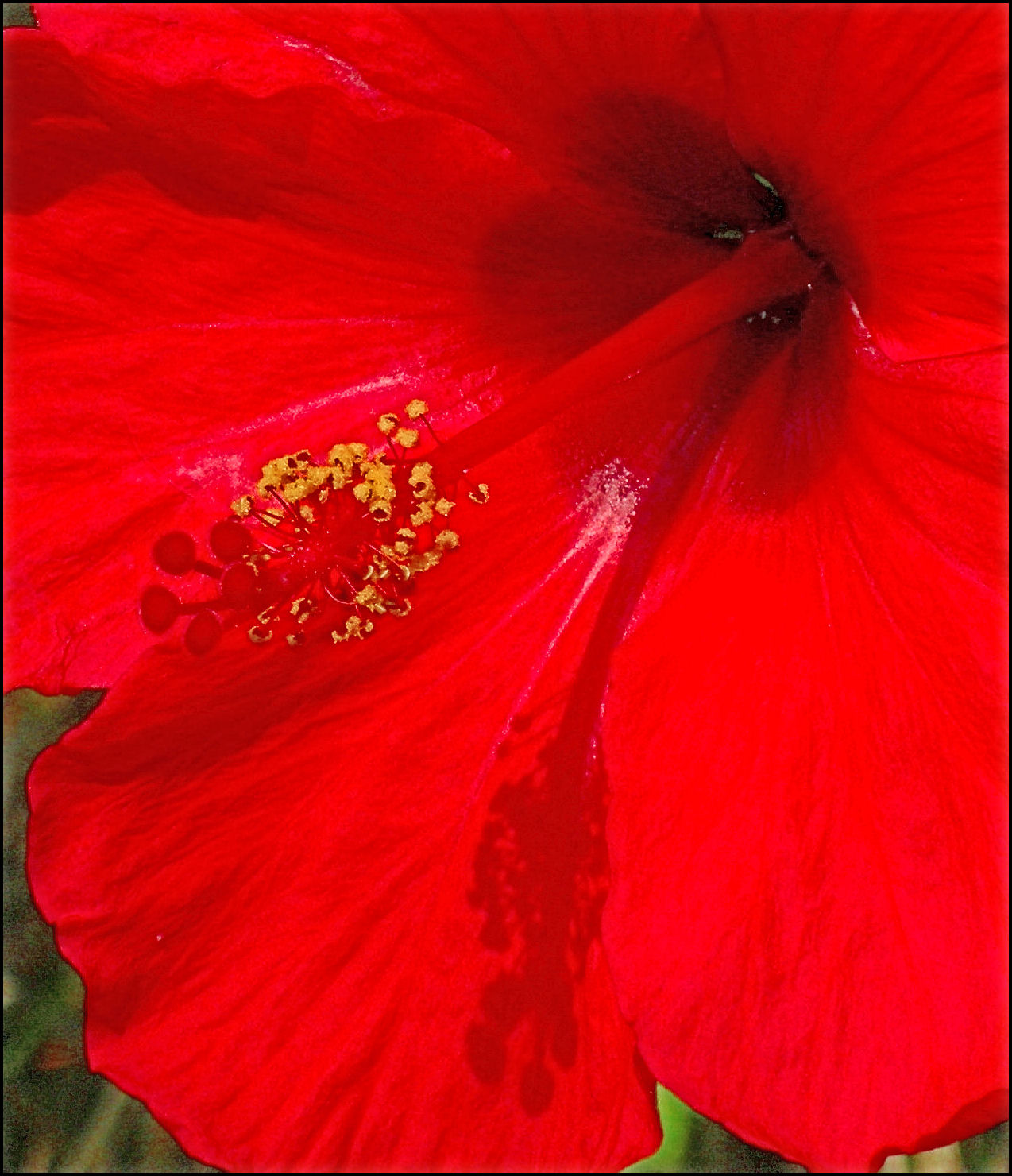 red flowers are blooming all over the place