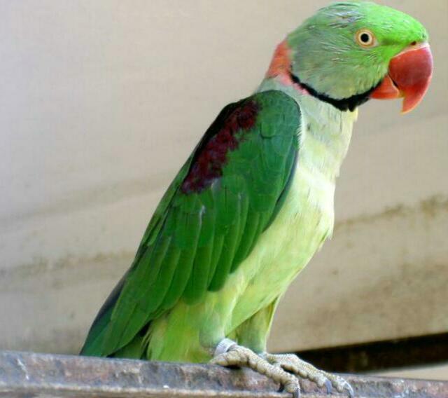 a green and red bird on a ledge with a window in the background