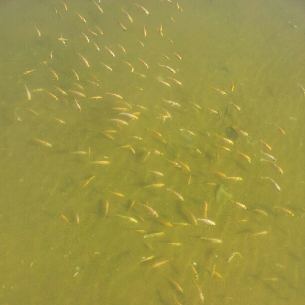 a large amount of fish in the water