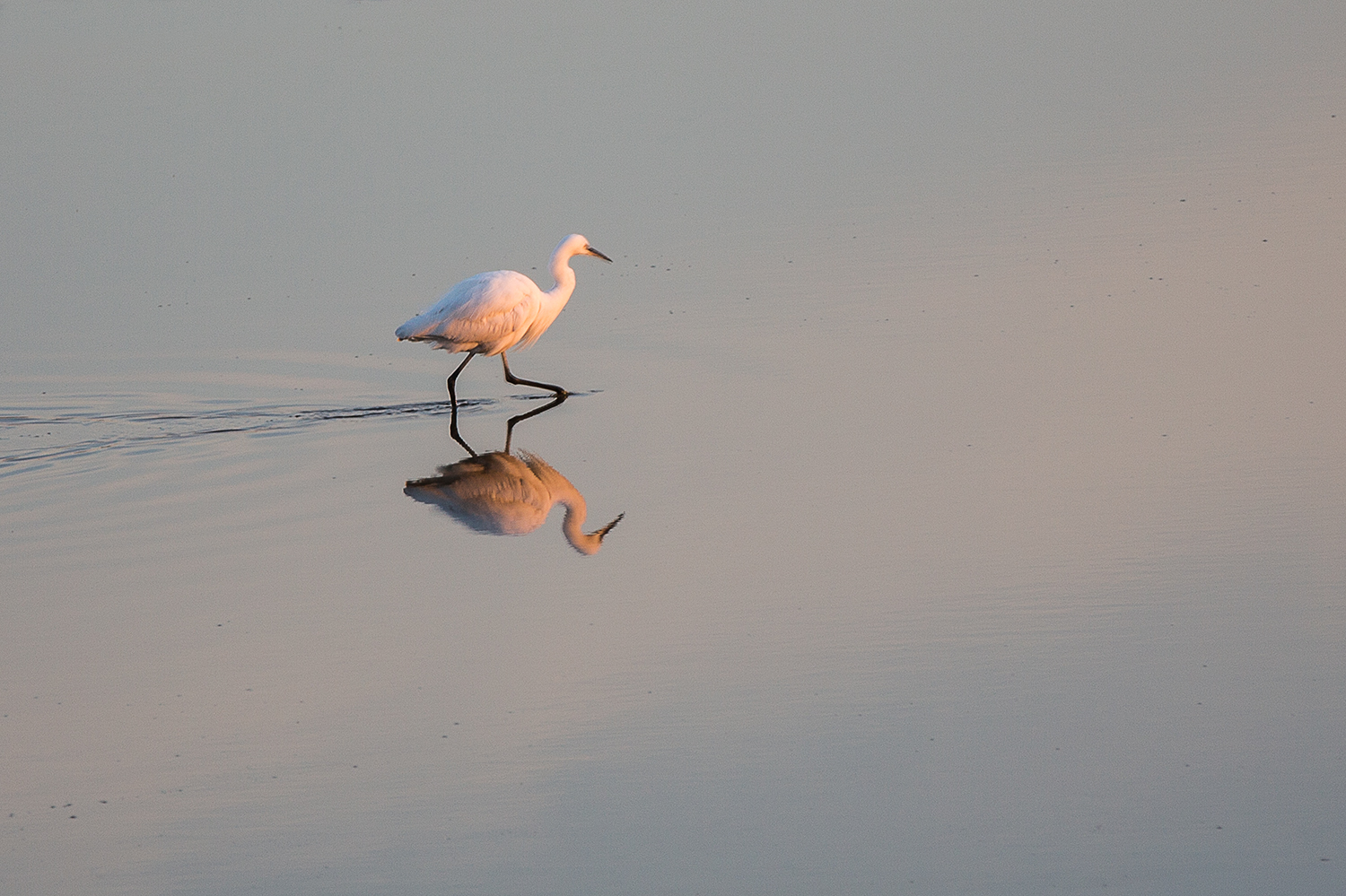 a lone bird walking on the water with its reflection in the sand