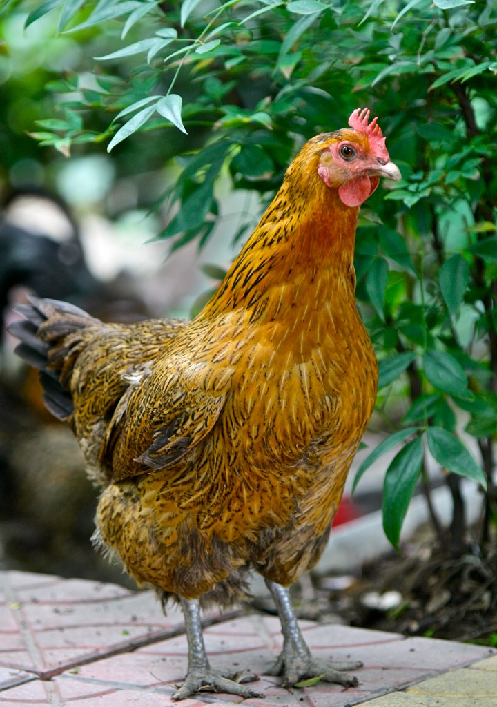 a red rooster is standing in the street