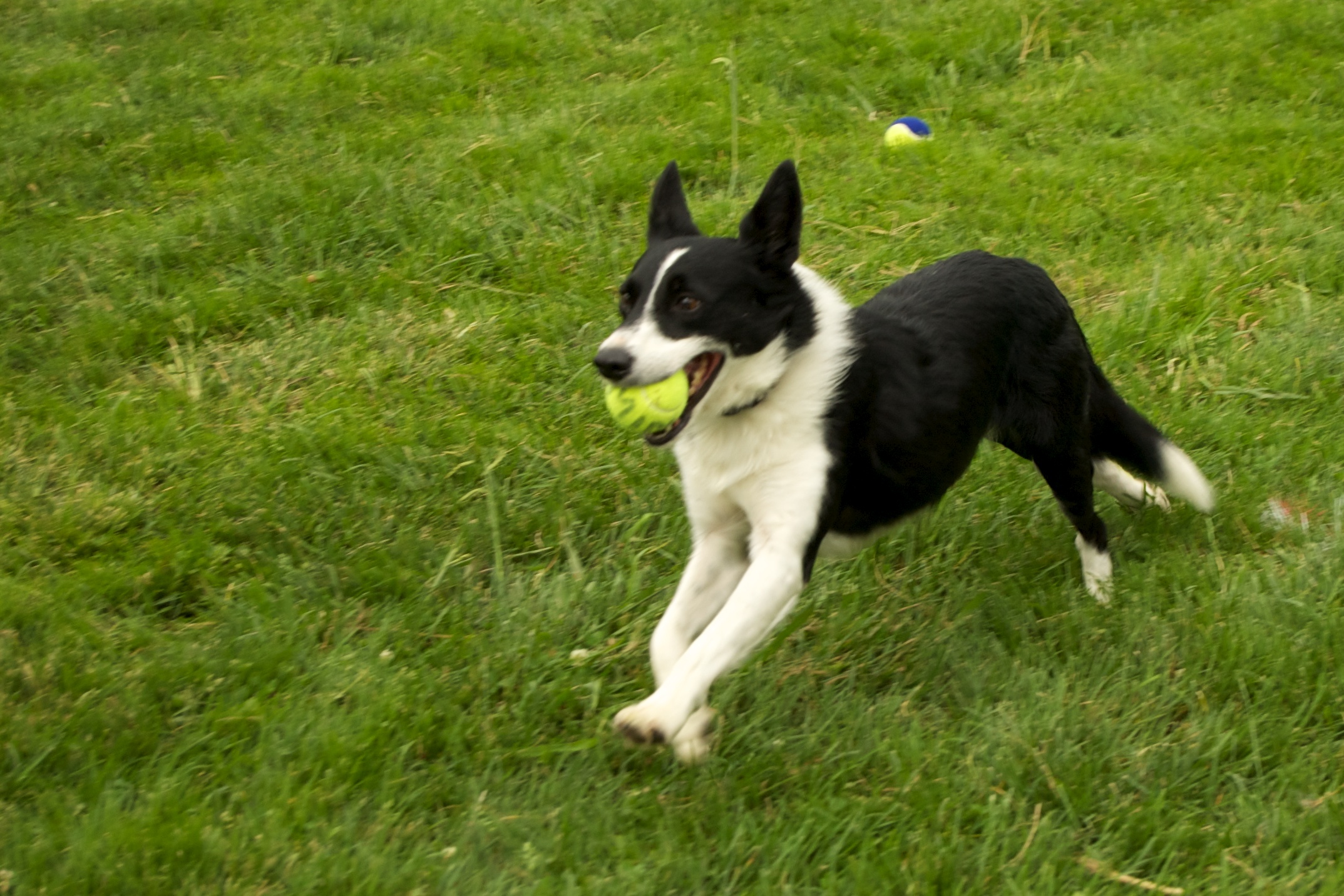 a black and white dog holding a tennis ball