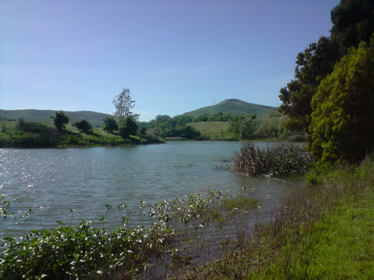 large pond surrounded by trees and grass