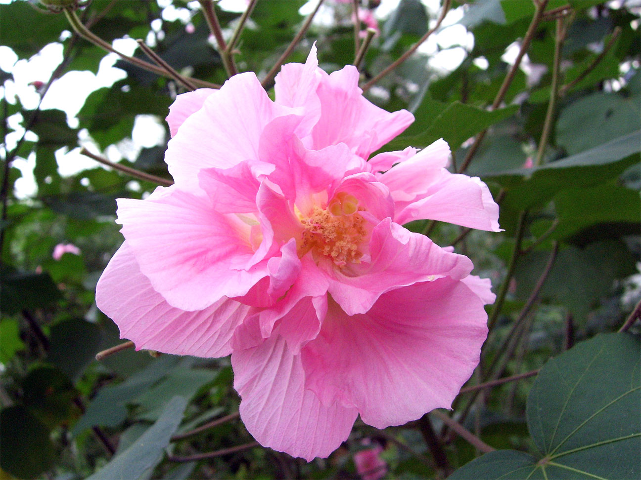 a beautiful pink flower in the middle of a tree