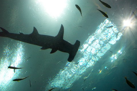 a shark swims through the water with some fish