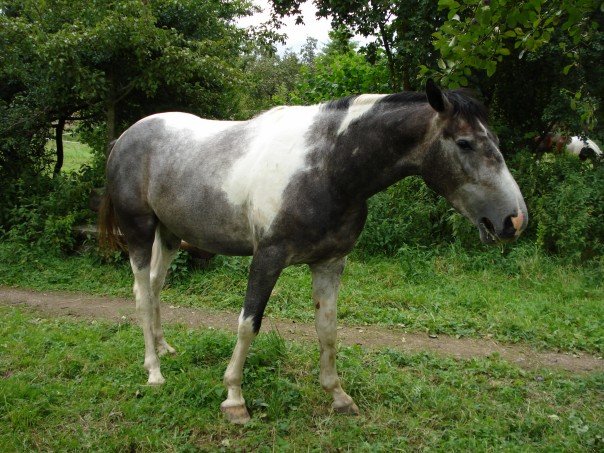 a brown and white horse grazing on grass