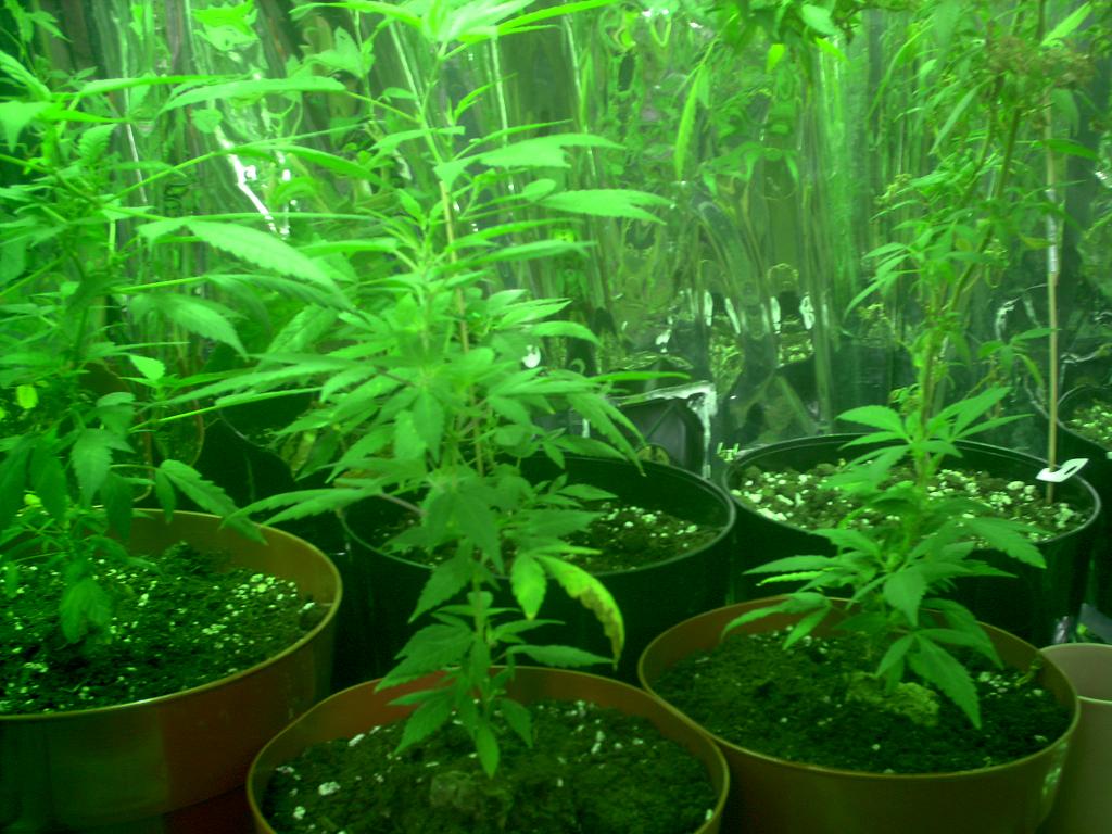 several potted plants in some containers with plants