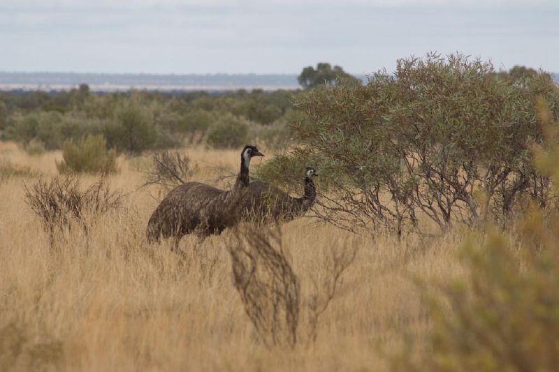 two very large birds standing in a field with trees