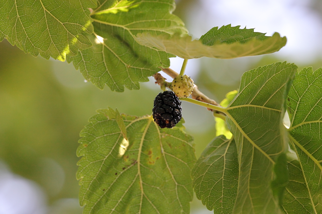 some leaves and a bunch of black berries