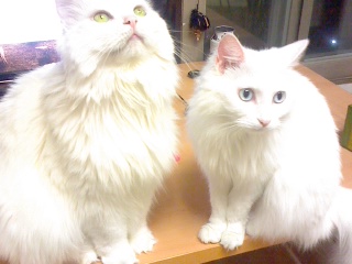 a white fluffy cat next to a blue eyed white cat