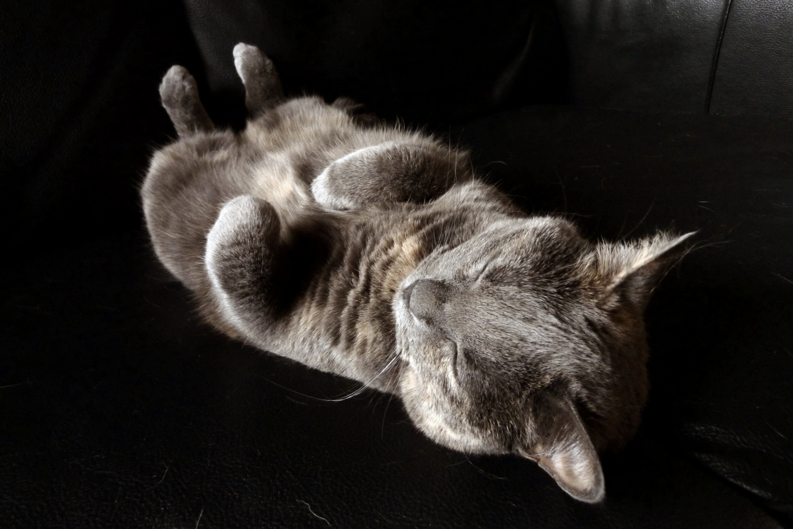 a cat laying on its back sleeping on a couch