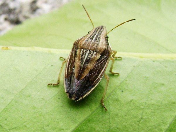 the small brown bug is sitting on a leaf