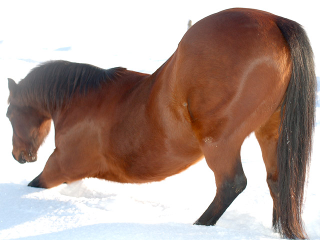 a horse stands and stretches its neck on the snow