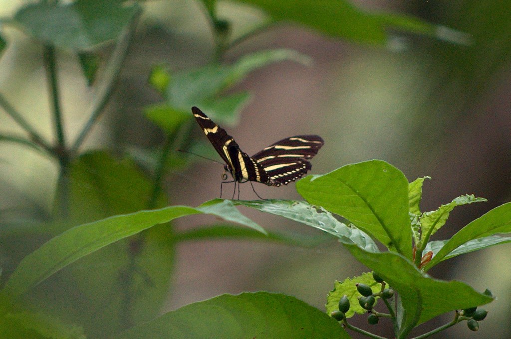 a black and yellow striped erfly on green leaves