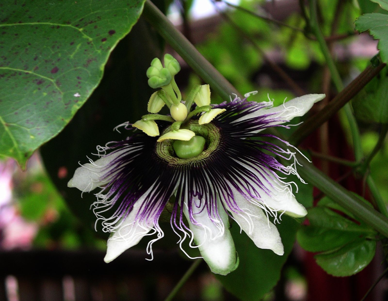 close up of the large flower that grows on the tree