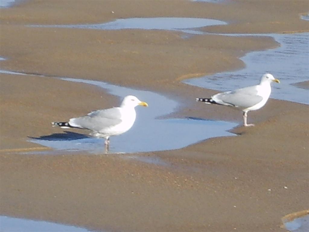 two white birds on sandy beach by ocean water