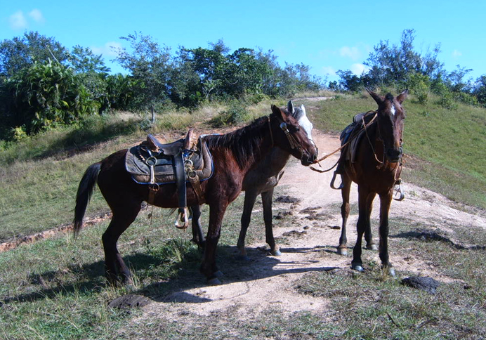 two horses tied to reins standing on a trail