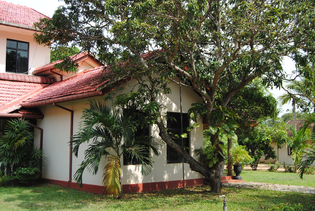 the tree is by a house with a red roof