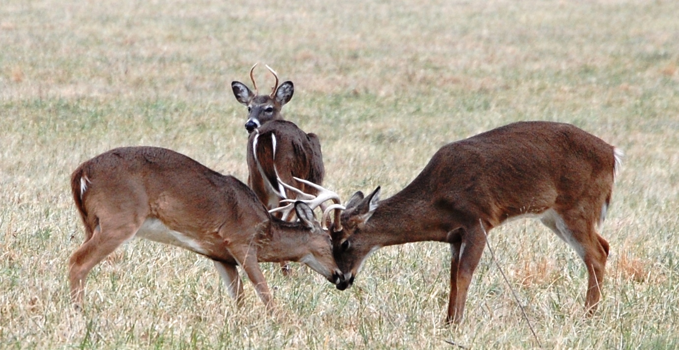 two young white tail bucks are fighting with each other