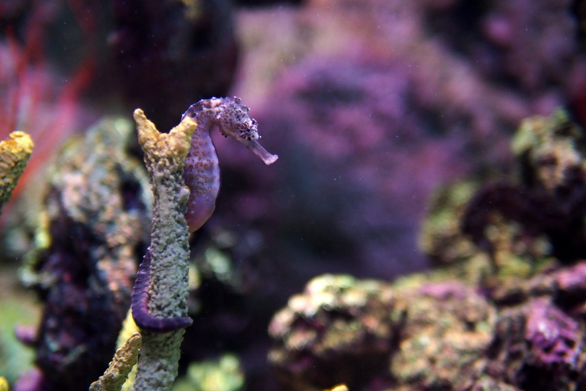 a sea horse in an aquarium is looking for food