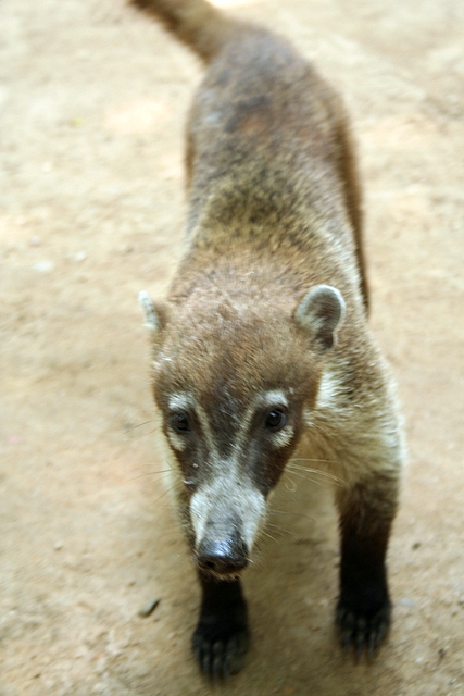 a very cute looking animal standing in the dirt