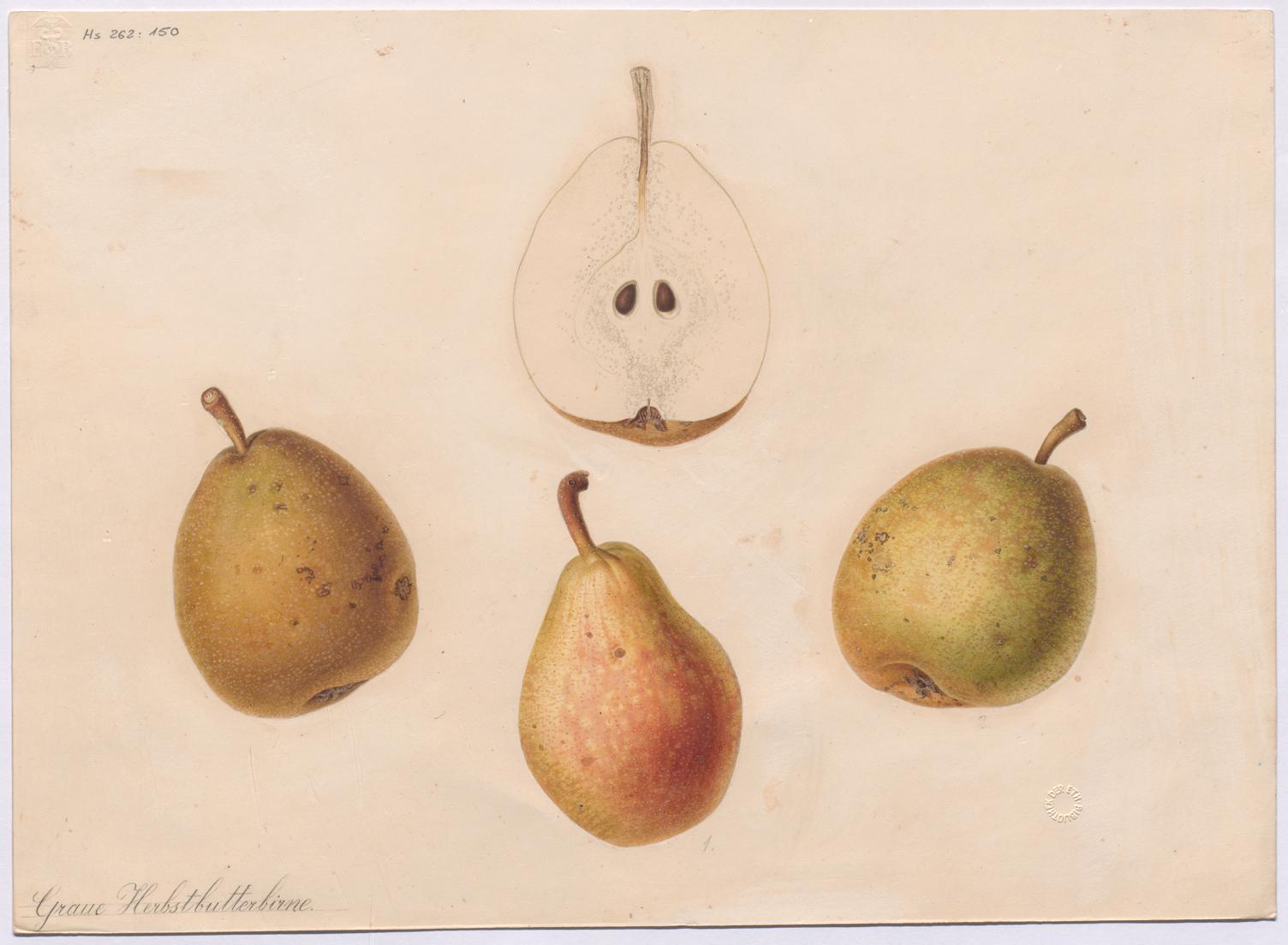 the three fruits are labeled with different things