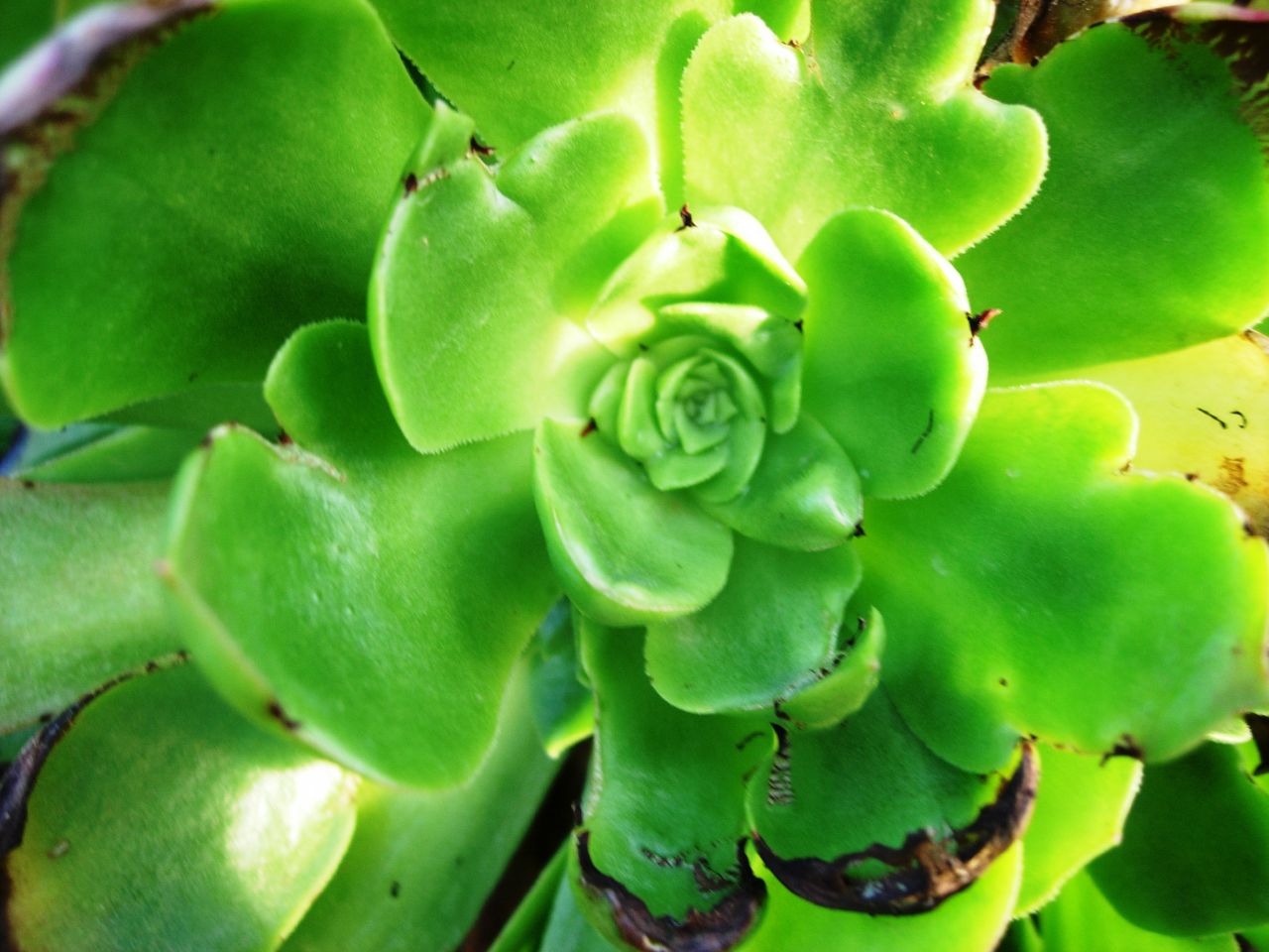 there is a close up of the center part of a plant