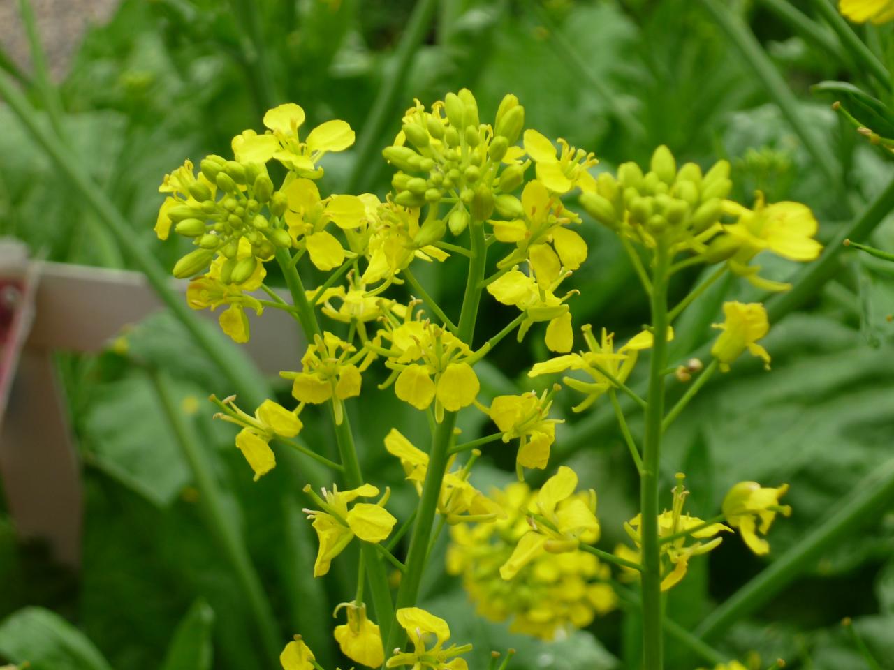 the plant is full of yellow flowers and green foliage
