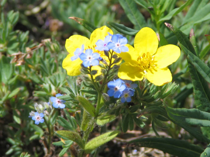 some little yellow and blue flowers near some green plants