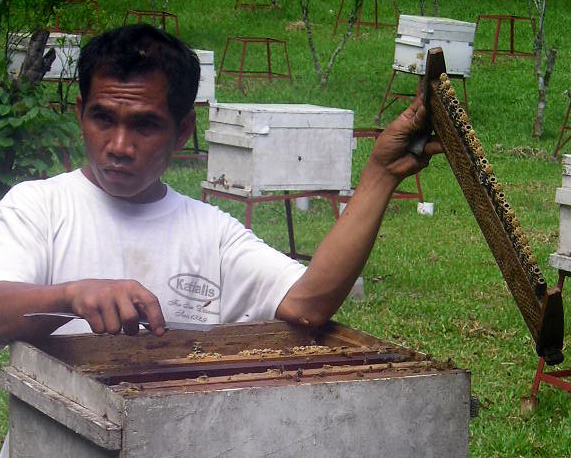 man preparing honeycombs for bee hunters with other bees