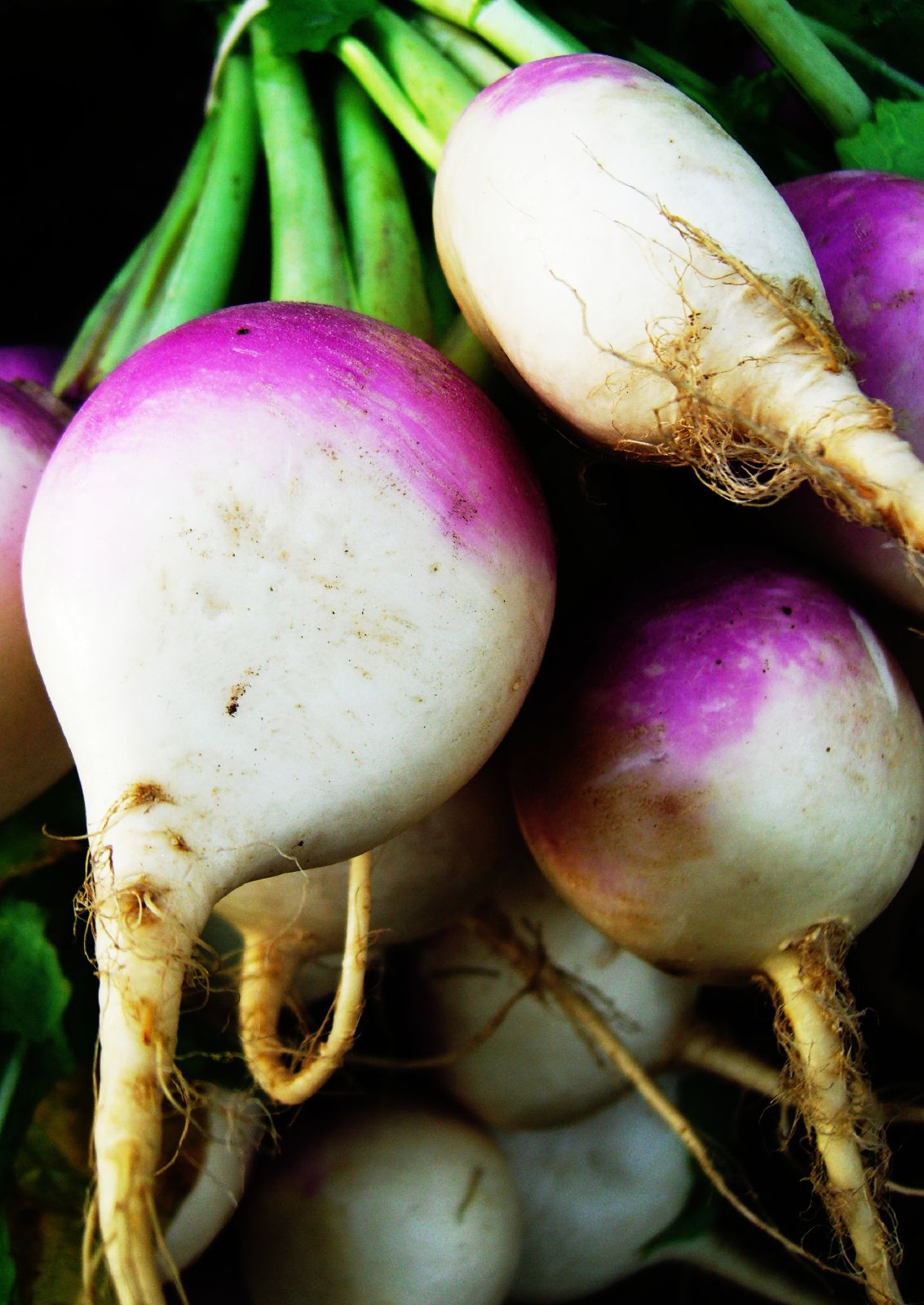 the radishes are growing next to green stalks