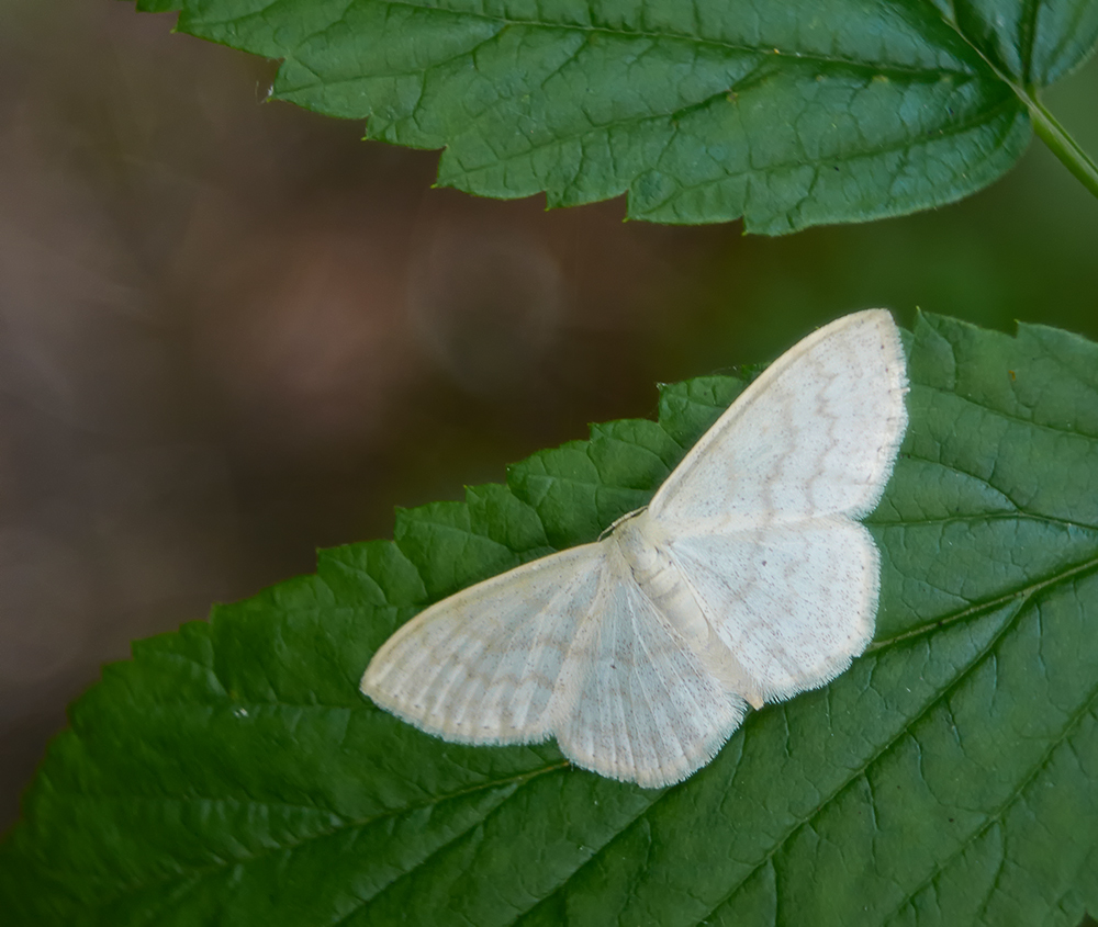 the white moth is resting on the green leaves