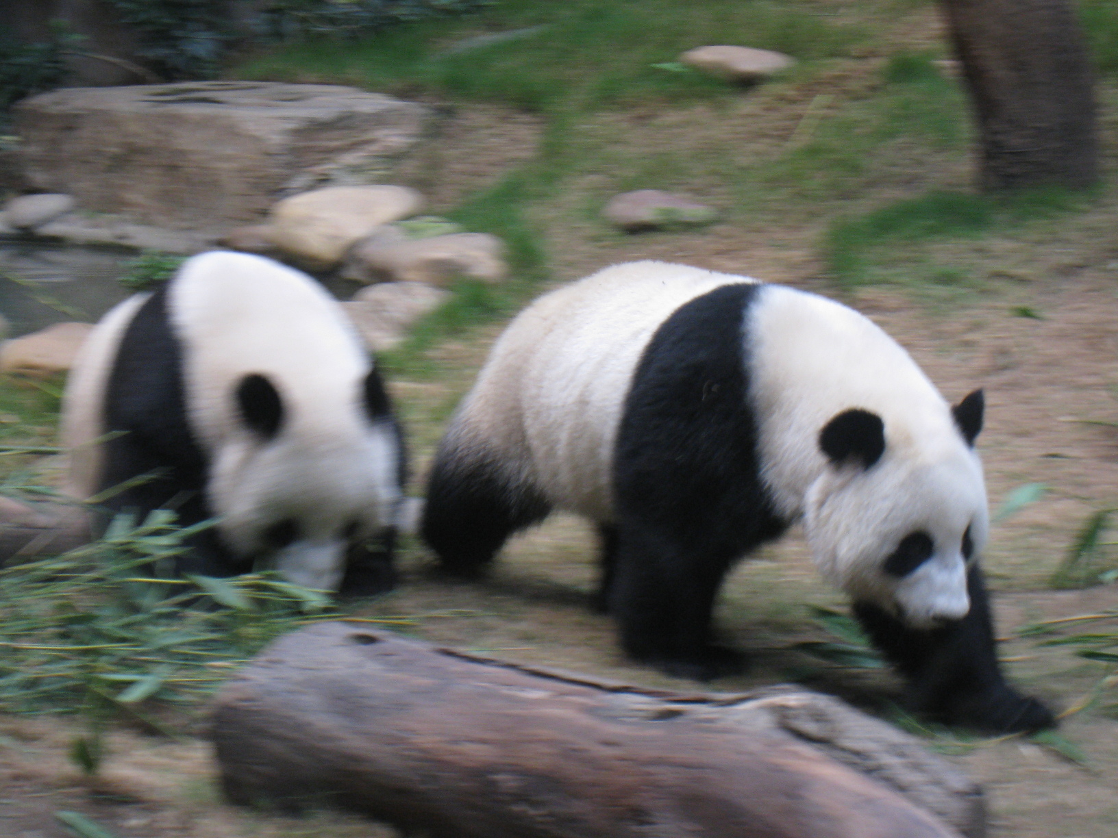a group of pandas in a zoo walking together