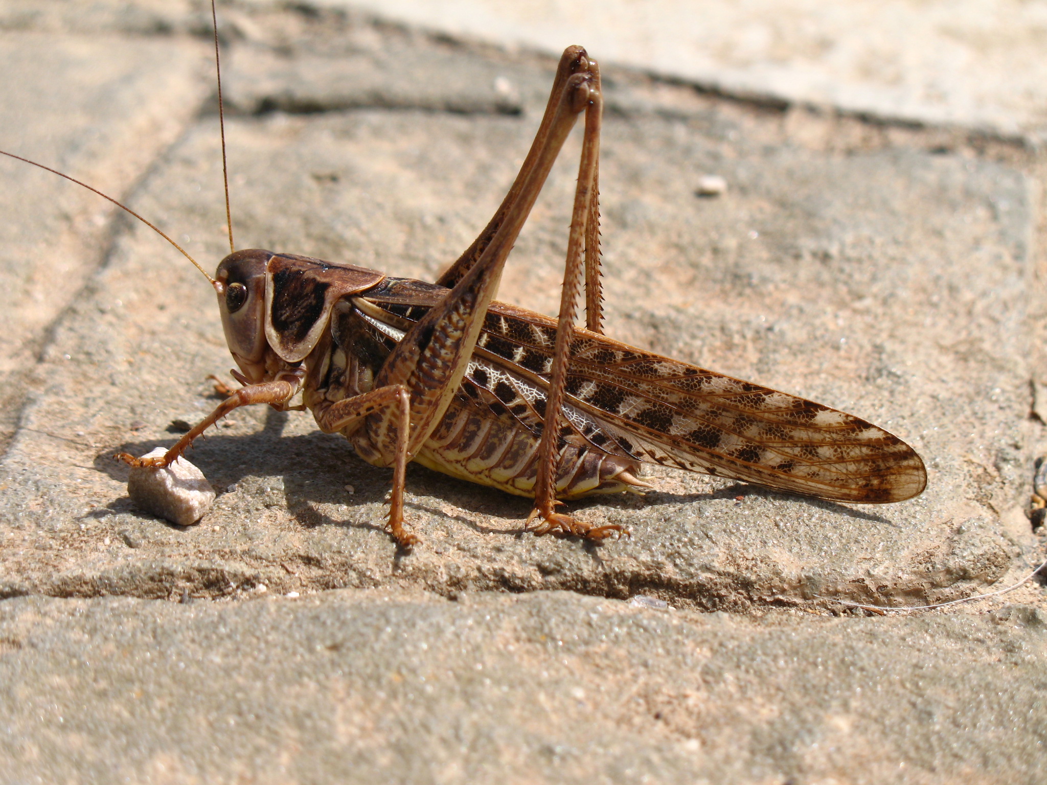 a mantisca praying with an outstretched arm and leg
