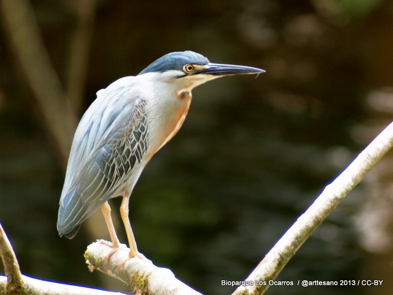 a bird is perched on the twig of a tree