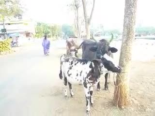 two cows stand next to a tree with people walking by