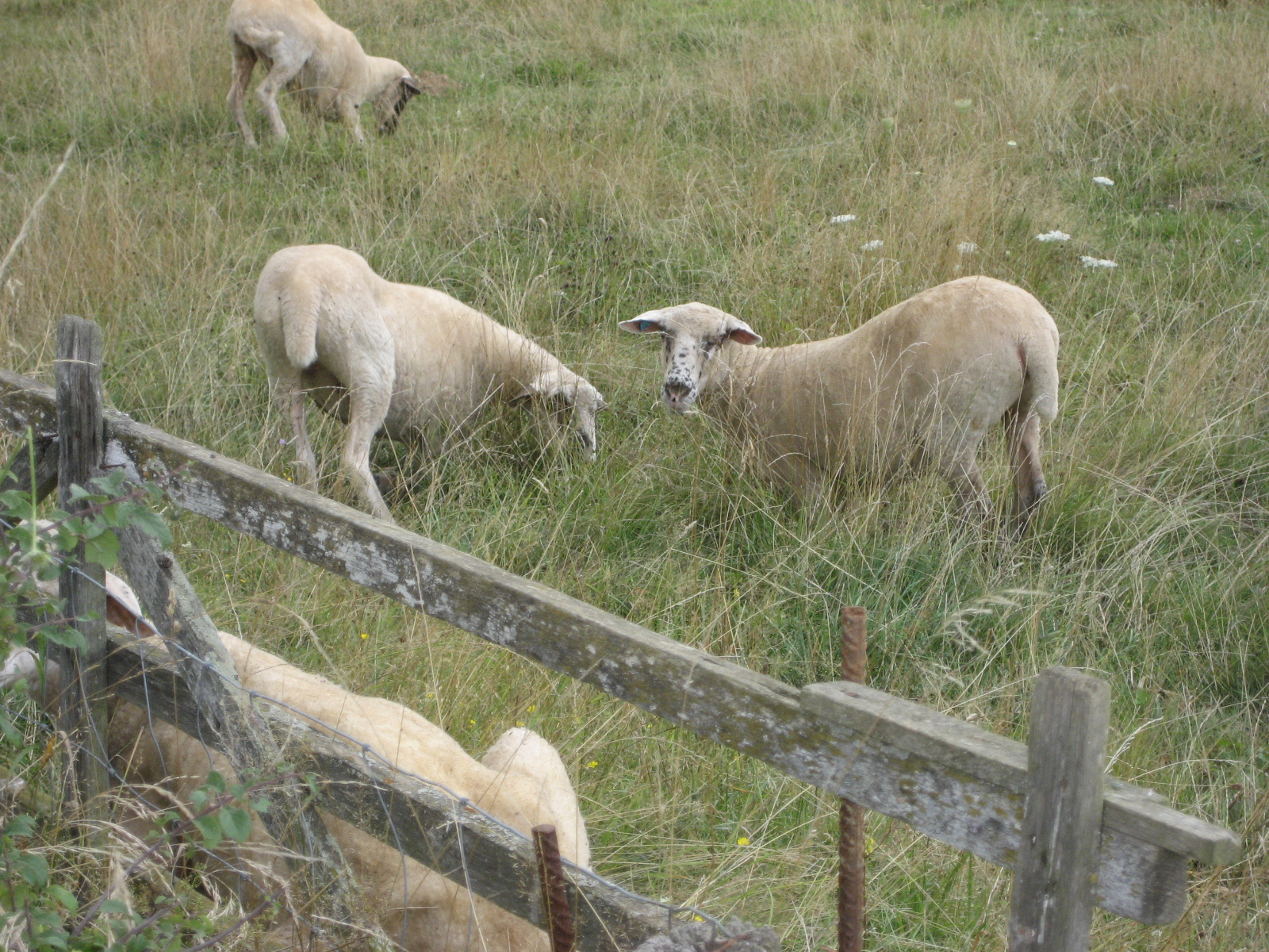 several sheep standing on a lush green field