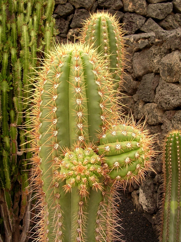 some very pretty green cactus plants in a garden