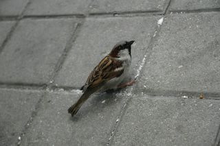 there is a small bird standing on the sidewalk