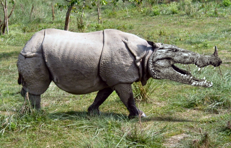 a rhino is standing in the grass with its mouth open